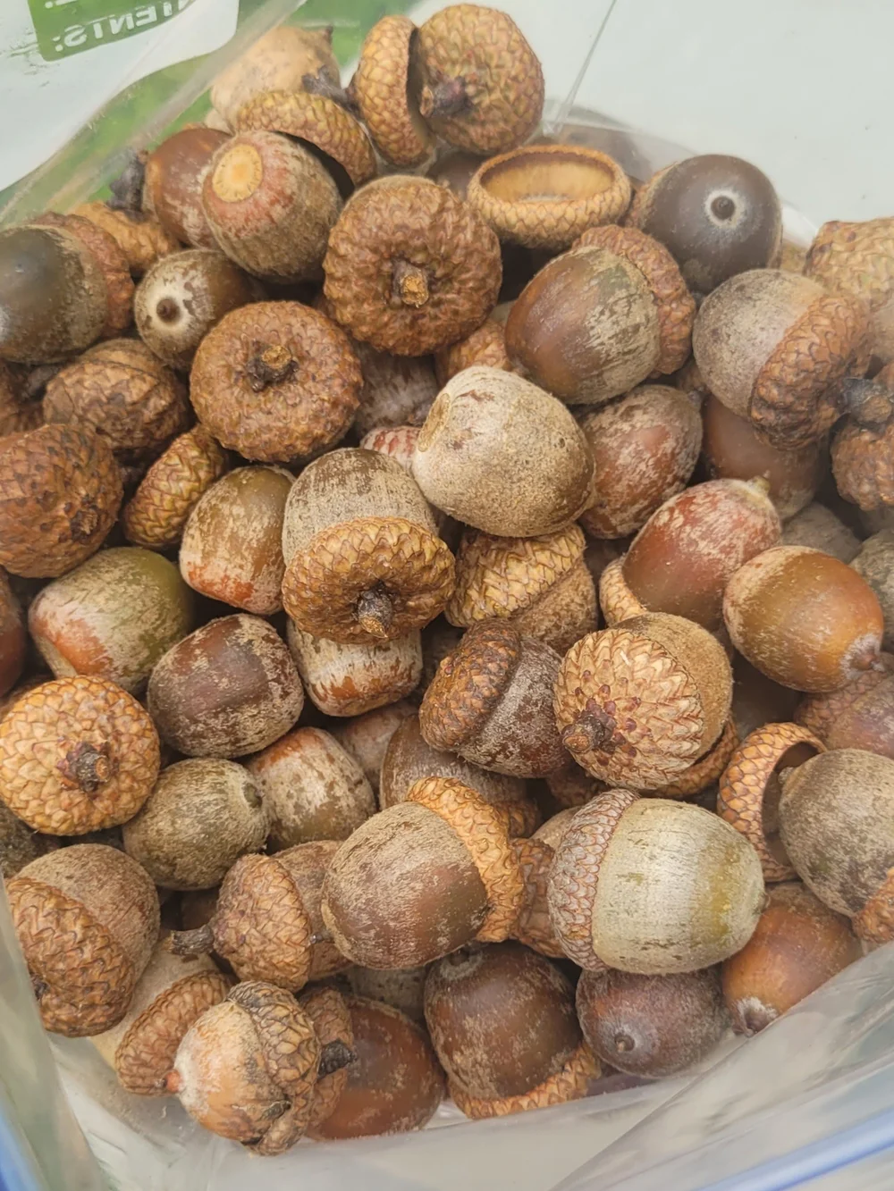 Natural Raw Oak Acorn 3.33 Lbs Great For Crafting
